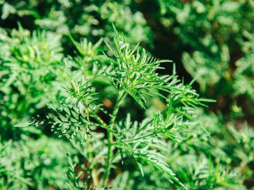 Slika Ambrozija  (Ambrosia artemisiifolia)