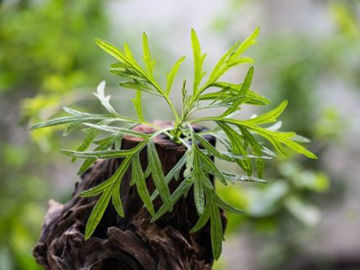 Slika Pelin (Artemisia sp.)