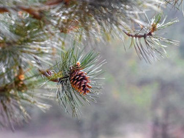 Slika Bor (Pinus sp. )